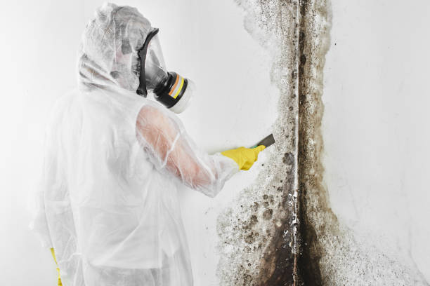 Best Fast Mold Removal  in Mount Pleasant, MI