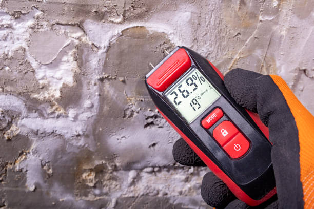 Best Affordable Mold Removal  in Mount Pleasant, MI