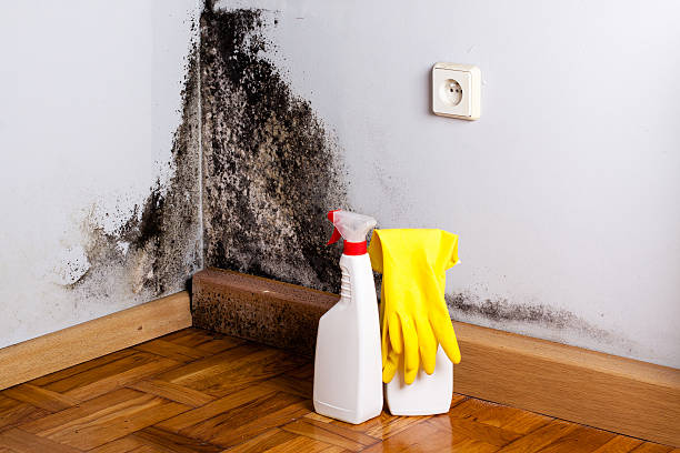 Best Mold Testing  in Mount Pleasant, MI
