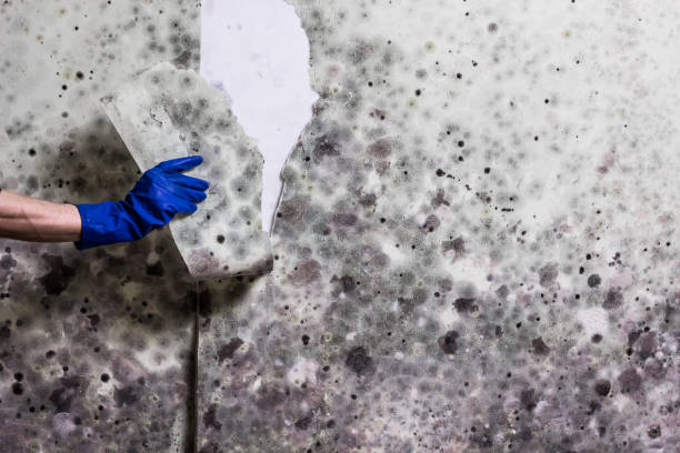 Best Attic Mold Removal  in Mount Pleasant, MI