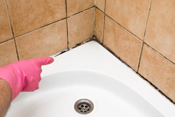 Best Emergency Mold Removal  in Mount Pleasant, MI