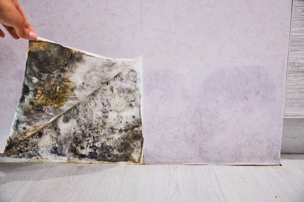 Best Local Mold Removal Service  in Mount Pleasant, MI